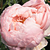 Roz - Trandafir englezesti - Auswonder